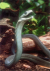 Big Black Mamba